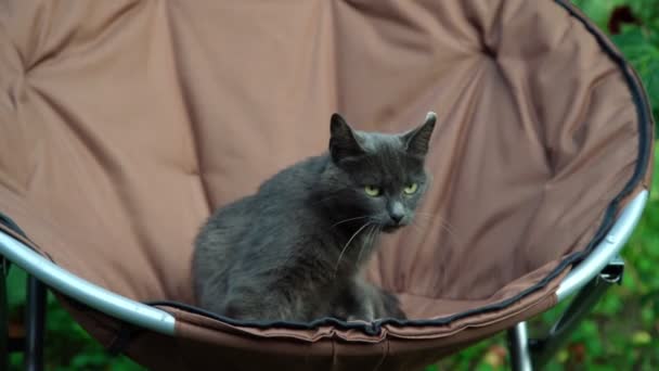 Mignon chat gris avec des yeux jaune vif saute hors du fauteuil — Video