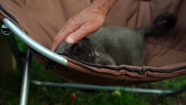 Uomo anziano mano animali domestici adorabile piccolo gatto con pelliccia grigio scuro — Video Stock