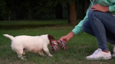 şık bayan parkta oyuncak çekerek küçük komik köpek ile oynar