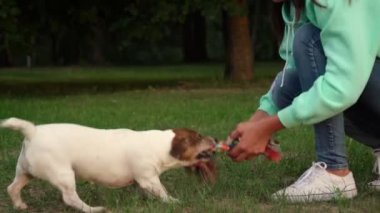 kahverengi kafalı beyaz köpek oyuncak alır ve yavaş kaçar