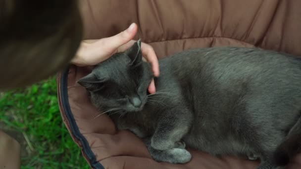 Mujer mano mascotas adorable regordeta gato con corto gris piel — Vídeo de stock