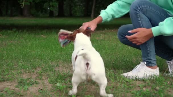 Cane bianco con testa marrone prende giocattolo colorato rallentatore — Video Stock