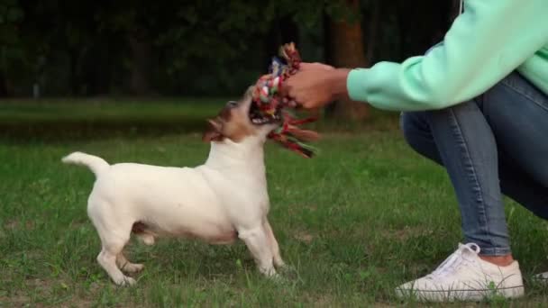 Kot pantolon ve kapüşonlu mutlu köpek sahibi hayvan ile oynar — Stok video