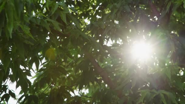 Brown tree trunk with green leaves hide bright sun light — Stock Video