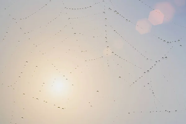 Güneş Işını Çiy Damlaları Ile Web Üzerinden Parlar Yağmurdan Sonra — Stok fotoğraf