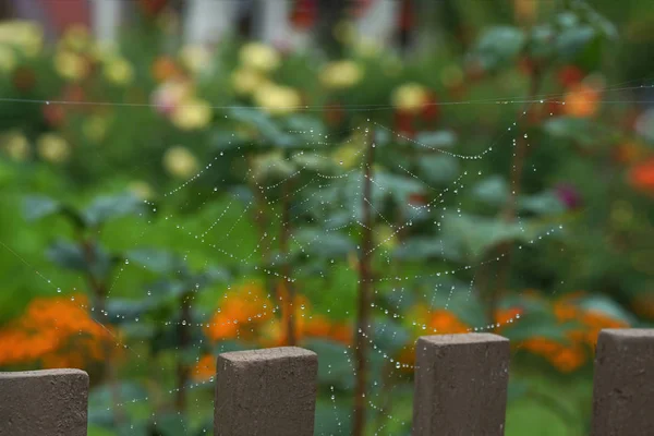 Teia Aranha Leve Com Gotas Orvalho Após Chuva Pendurada Cerca — Fotografia de Stock