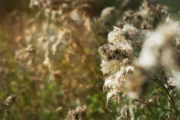 tarlada yetişen yabani pamuk bitki siçiçeği