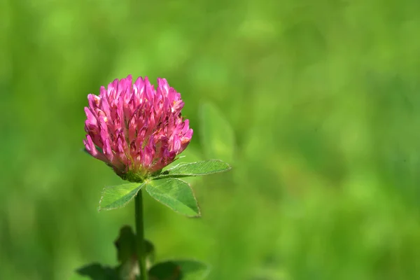 Koniczyna Kwiat Dużą Różową Głową Makro — Zdjęcie stockowe