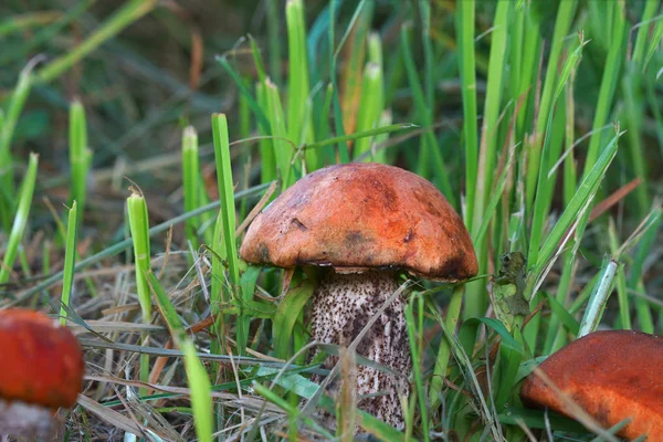 family of edible mushrooms Boletus growing in autumn forest