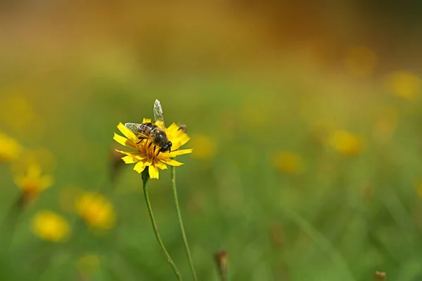 Biene Sammelt Nektar Für Honig Aus Gelben Blüten Auf Bauernhof — Stockfoto