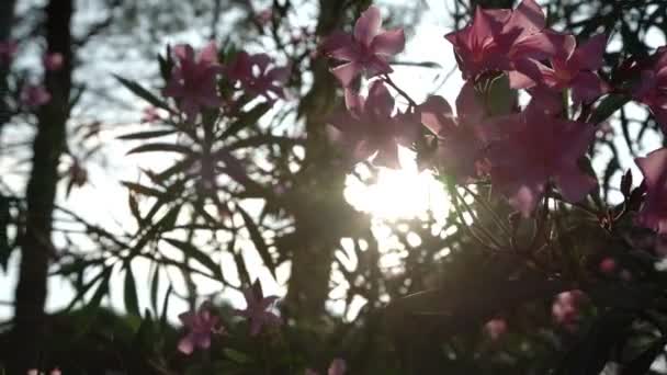 Flores de adelfa rosa en ramas al atardecer primer plano — Vídeo de stock