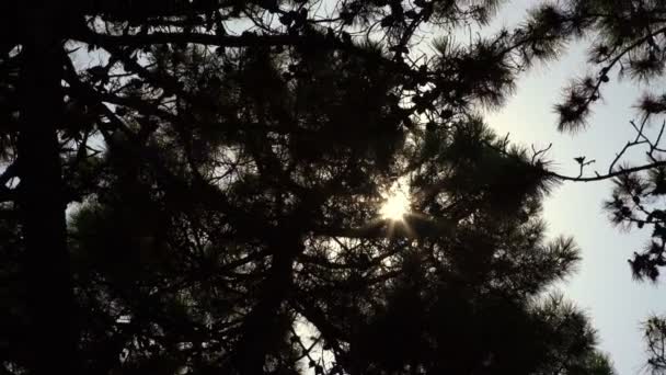 silhouettes sombres de pins le jour ensoleillé plan à angle bas 