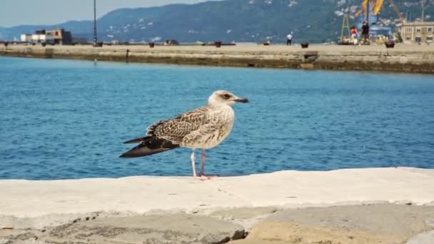 Seagull sits on pier against tourists walking along seafront — Stock Video