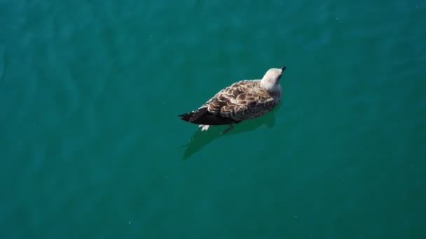 Seagull swims in sea shining under sun rays on summer day — Stock Video