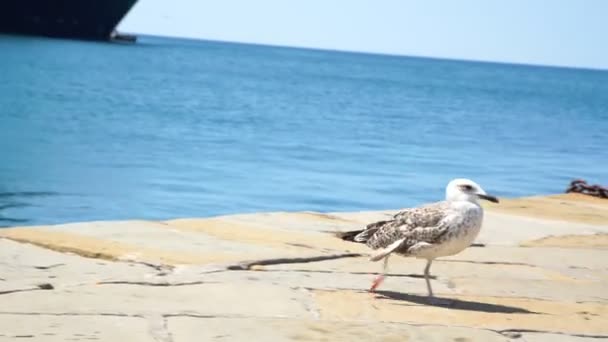 Sjöfågel goes on Berth nära promenader turister mot havet — Stockvideo