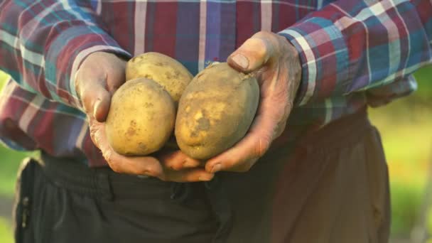 Senior man het dragen van shirt handen houden zelf geteelde aardappel — Stockvideo