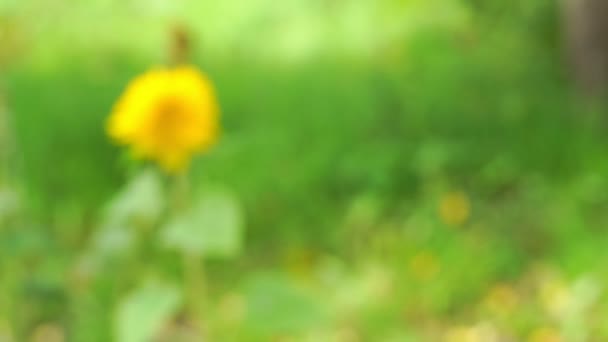 Borrosa flor amarilla columpios en el viento fondo verde — Vídeos de Stock