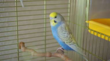 lovely budgie with yellow color head sits on branch in cage
