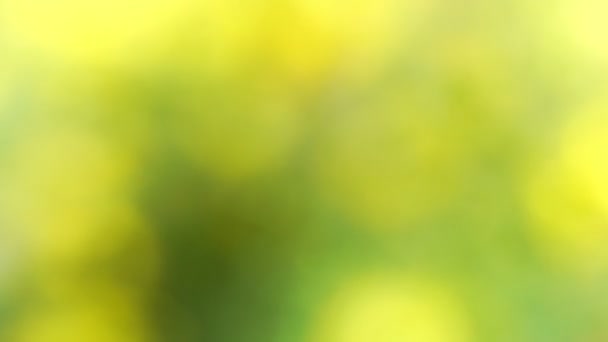 Feuilles d'arbre vert et jaune défocalisées agitant dans le vent — Video