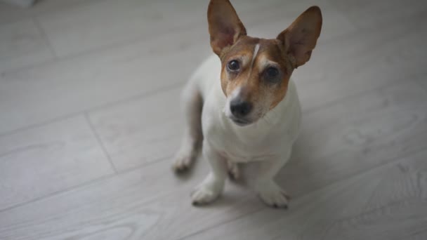 Adorable dog sits on wooden floor looks in faithful eyes — Stock Video
