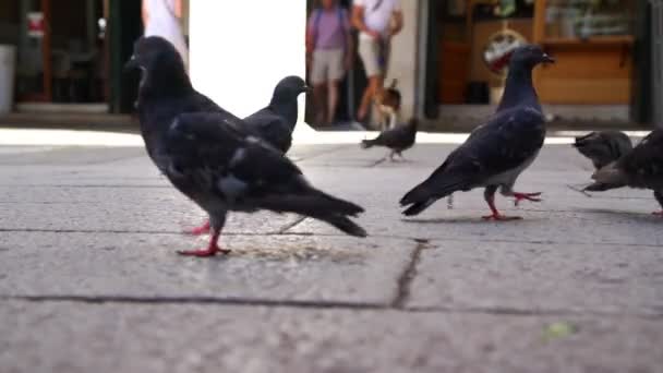 Σκούρο γκρι περιστέρια ψάχνουν για φαγητό στην πλατεία κοντά θέα — Αρχείο Βίντεο