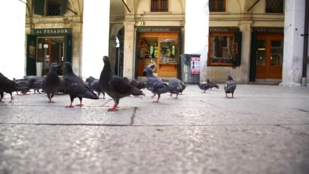Holubí hejno hledá semena na benátském piazze zblízka — Stock video