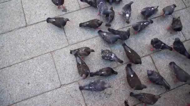Grote duivenzwerm zoekt zaadjes op oud vierkant dichtbij zicht — Stockvideo