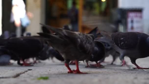 Palomas grises oscuras picotean semillas vista de cerca extrema en Venecia — Vídeo de stock