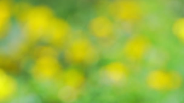 Wazig bloemen zwaaien door de wind in de tuin dichtbij uitzicht — Stockvideo