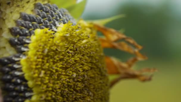 Starzec ręce wyciągnąć nasiona słonecznika slow motion zbliżenie — Wideo stockowe