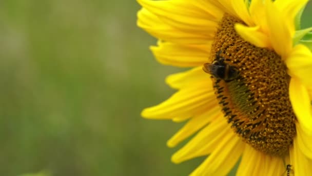 Poco miel abeja bebidas néctar de girasol cámara lenta — Vídeos de Stock