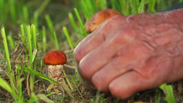 Oude man gerimpelde handen plukken wilde paddestoel slow motion macro — Stockvideo