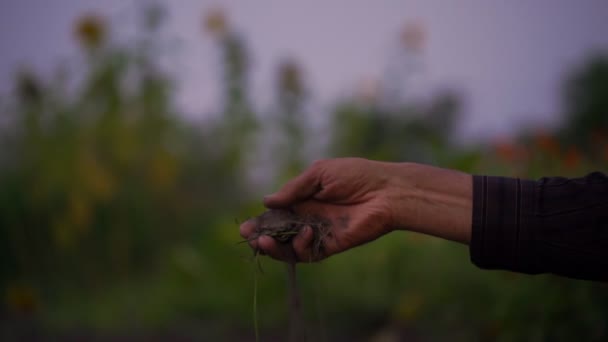 Senior man hand häller jord genom fingrar slow motion — Stockvideo