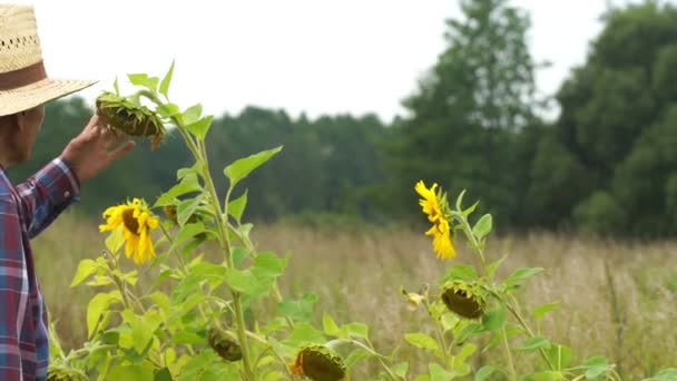 Boer controleert zonnebloem en zoekt rijpe zaad slow motion — Stockvideo