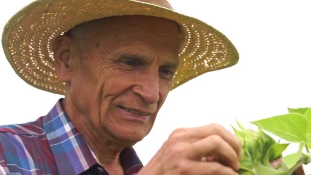 Oude boer plukt en smaakt zonnebloempitten slow motion — Stockvideo