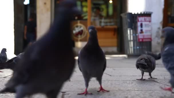 Сірі голуби бігають, шукаючи їжу на площі з близьким видом — стокове відео
