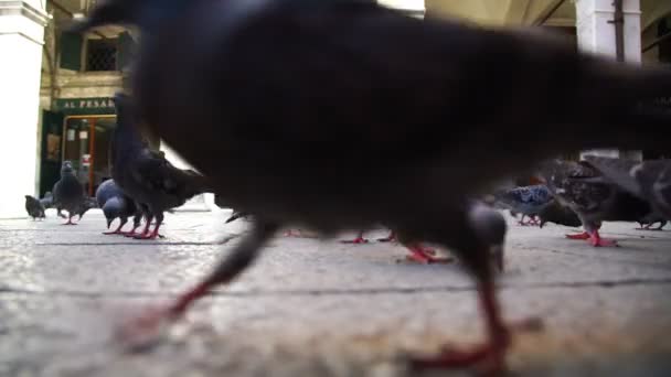 Gran bandada de palomas picotean semillas bajo el sol italiano — Vídeo de stock