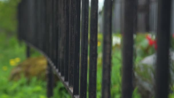 Person puts large paper bag behind black metal fence closeup — Stock Video