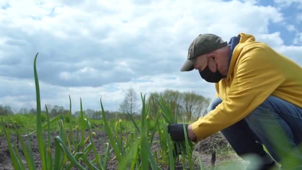 Starý muž v černé jednorázové masky rukavice sbírá zelený pórek — Stock video