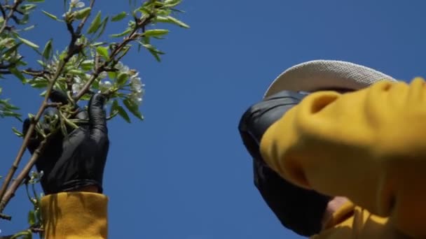 Bătrânul ia masca neagră de unică folosință și miroase flori — Videoclip de stoc