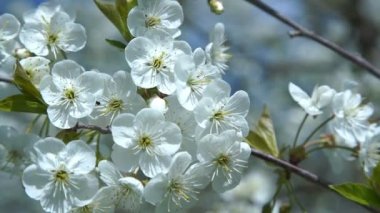 Beyaz kiraz ağacı yaprakları rüzgarda titriyor.