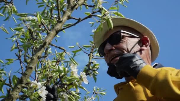 Homme ridé sent les fleurs de pomme sous le ciel bleu gros plan — Video