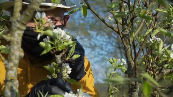 Старший садівник знімає чорну маску, пахне вишневими квітами — стокове відео