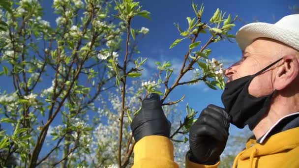 Velho jardineiro cheira flor branca na árvore de cereja vista de perto — Vídeo de Stock