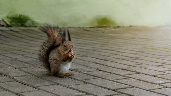 小さな茶色のリスは舗装された道路でナッツを食べ — ストック写真