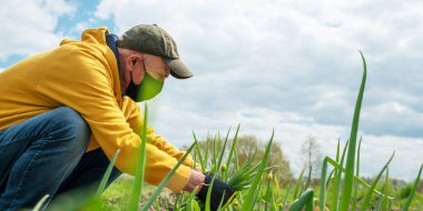 Maskeli ve eldivenli yaşlı çiftçi küçük yeşil pırasa eker.