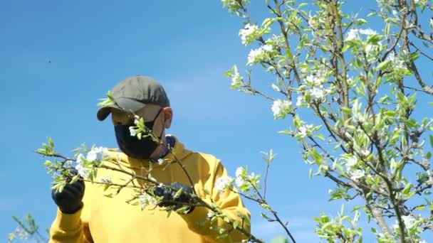 Hombre en máscara examina flores en el manzano bajo el cielo azul — Vídeo de stock
