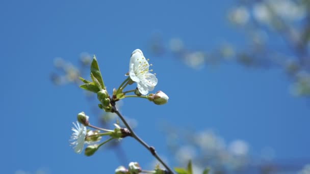 Petite fleur de cerisier blanc tremble sous un ciel clair — Video