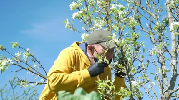 Alter Mann nimmt Wegwerfmaske ab und riecht weiße Blüte — Stockvideo