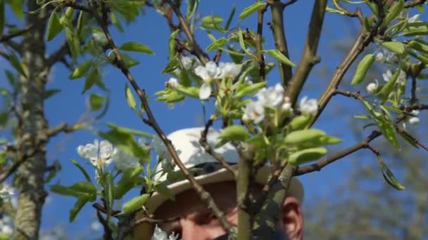 Homme au chapeau blanc sent les fleurs de cerisier caché par le tronc — Video